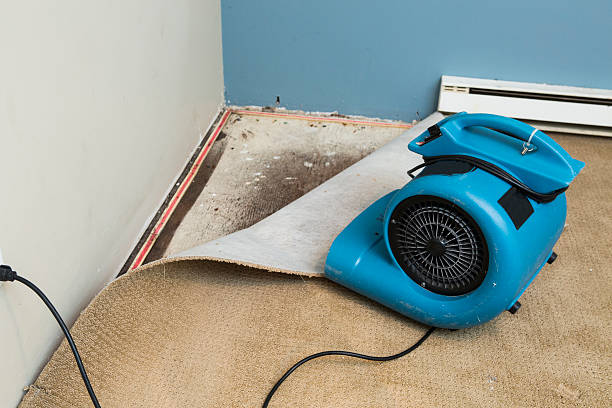 Best Carpet water damage restoration  in North Star, DE